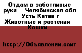 Отдам в заботливые руки! - Челябинская обл., Усть-Катав г. Животные и растения » Кошки   